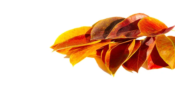 Осенние Листья Белом Фоне Лето Меня Усыпляет Осень Заставляет Меня — стоковое фото