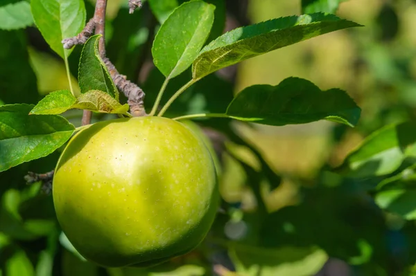 stock image Apples. In fact, the trees are weighed down with green apples, yellow spotted pears and crabapples, pink and gold