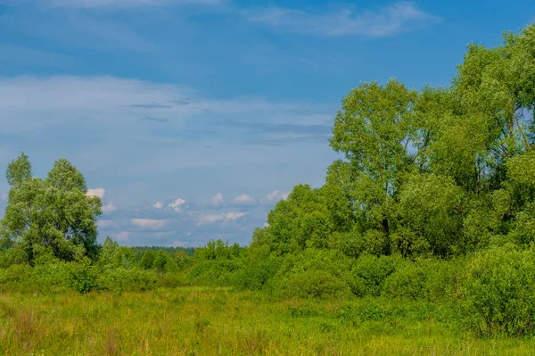 Летний Пейзаж Грозовые Тучи Голубое Небо Пойменные Луговые Поля Аромат — стоковое фото