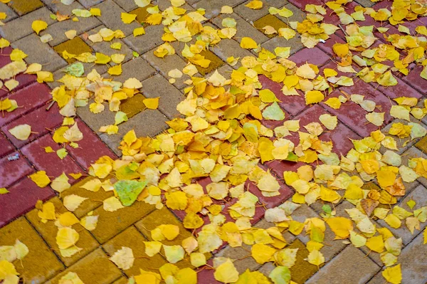 Лучшее Время Года Цветные Осенние Листья Березы Лиственные Деревья Белой — стоковое фото