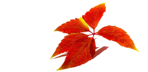 Podzimní Listí Bílém Pozadí Podzim Starý Suché Listí Lítalo Sbíral — Stock fotografie