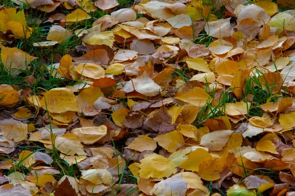 Barevné Podzimní Listy Břízy Listnatý Strom Bílou Kůrou Listy Tvaru — Stock fotografie