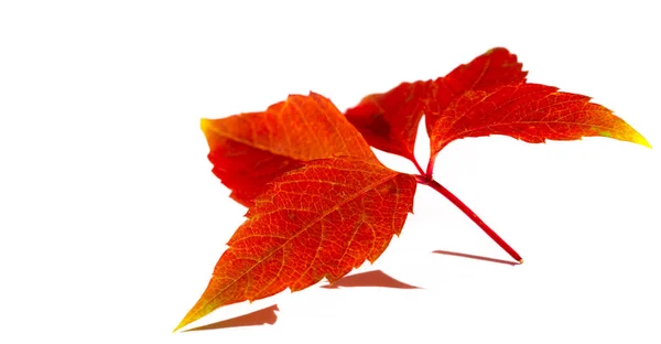 Herbstblätter Auf Weißem Hintergrund Wer Glaubt Abgefallene Blätter Seien Tot — Stockfoto