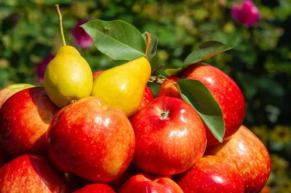 Červená Jablečná Hruška Seskupila Milost Podzimního Období — Stock fotografie
