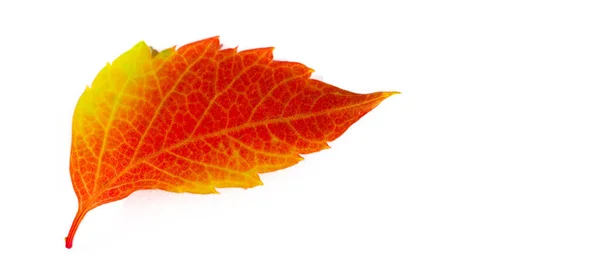 Podzimní Listí Bílém Pozadí Podzim Oblíbenou Sezónou Všech Listy Mění — Stock fotografie