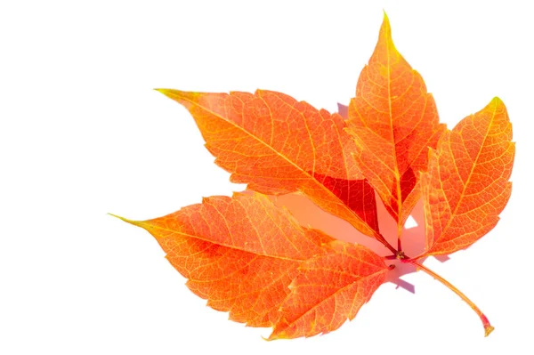 Herfst Bladeren Een Witte Achtergrond Mijn Favoriete Kleur Oktober Herfst — Stockfoto
