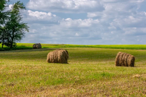 Summer Landscape Haymaking Hayfields Huge Bales Hay Compact Way Store — Stock Photo, Image