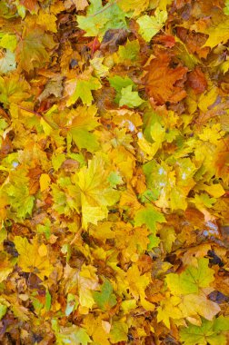 Sonbahar akçaağaç yaprağı, daha yüksek bir bitkinin düz bir yapısıdır. Direk sapına ya da gövdesine bağlı bir bıçağa benzer. Yapraklar fotosentez ve dönüşümün ana organlarıdır.