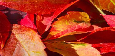 Beyaz arka planda sonbahar yaprakları. Sonbahar yılın en zor zamanıdır. Bütün yapraklar düşer ve yere aşık olur gibi düşerler.