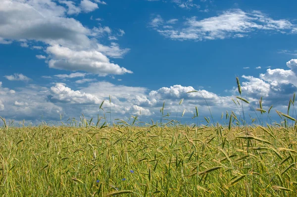 Summer Landscape Wheat Cob Ripening Stage Cob Ripe Barley Field — Stock Photo, Image
