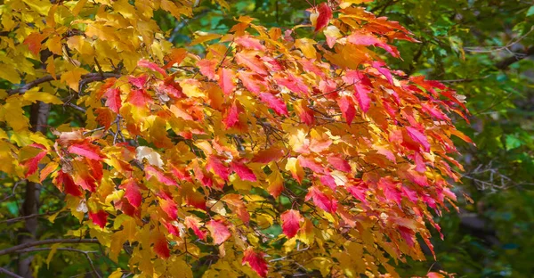 Herbstblätter Den Ästen Der Bäume Mumannoe Wolkenloser Himmel Altweibersommer Die — Stockfoto