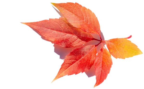 Adoráveis Folhas Outono Fundo Branco Capture Essência Temporada Outono Expressão — Fotografia de Stock