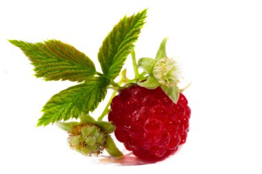 Ahududu. Tüketicilerin yaz aylarında yemesi gereken sağlıklı ve lezzetli bir meyvedir. Ahududu güçlü bir besin kaynağıdır. C vitamini, manganez...,