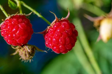 Ahududu. Tüketicilerin yaz aylarında yemesi gereken sağlıklı ve lezzetli bir meyvedir. Ahududu güçlü bir besin kaynağıdır. C vitamini, manganez...,