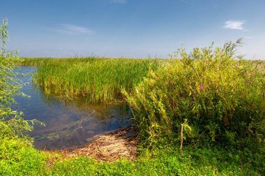 Yaz manzarası. Dünyanın Avrupa bölgesindeki bir nehir. Güneşli sıcak bir gün. Yeşil ağaçlar, çimenler. Mavi gökyüzü küçük bir bulut örtüsüyle.