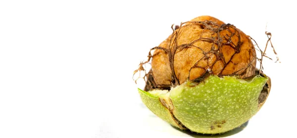 stock image Walnut. The best thing about walnuts is the smell.