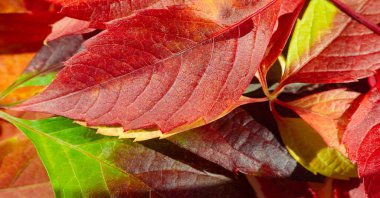 Beyaz arka planda sonbahar yaprakları. Düşen yaprakları ölü sananlar rüzgarlı bir günde dans ettiklerini hiç görmemiştir..