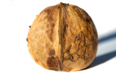 Ceviz. Cevizlerin en iyi yanı kokusu..