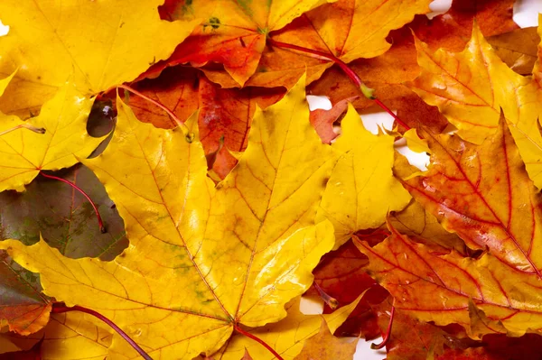 Осенние Листья Белом Фоне Каждый Лист Говорит Блаженстве Трепещущем Осеннем — стоковое фото