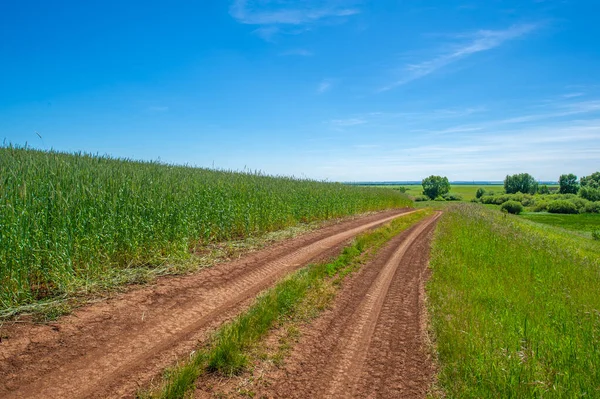 Zomerlandschap Onverharde Weg Van Zwarte Grond Blauwe Wolkenloze Lucht Groene — Stockfoto