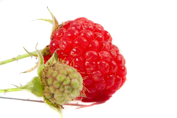 Raspberry Healthy Tasty Berry Consumers Should Enjoy Summer Months Raspberries — Stock Photo, Image