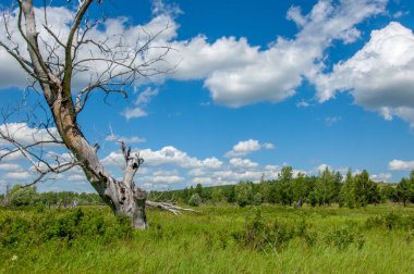 Yaz manzarası, nehir taşkınları, pitoresk kıyılar, kır çiçekli parlak yeşil çimenler, beyaz bulutlu mavi gökyüzü, ılık yaz günleri.,
