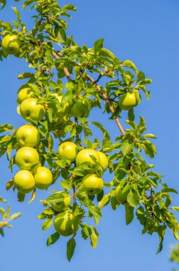 Elmalar. Aslında, Antik Yunan 'da çikolata yoktu, ama Afrodit elmaları severdi. Onun kutsal meyvesiydi, belki de kendisi gibi güzel ve tatlı olduğu içindir..