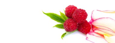 Ahududu. Yabani kırmızı ahududular küçük, tart kırmızısı meyveler üretir. Çok lezzetliler ama reçel ve tatlılara da tat katıyorlar..