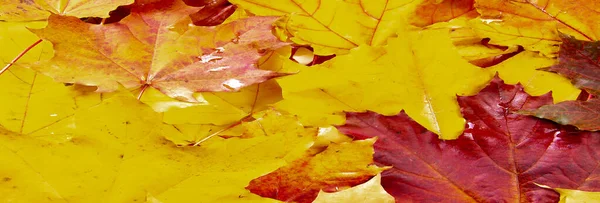 Autumn Leaves White Background Each Leaf Speaks Bliss Fluttering Autumn — Stock Photo, Image