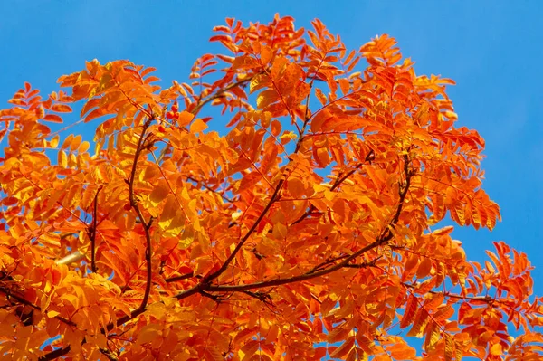 사진의 노란색의 나뭇잎 즐거운 — 스톡 사진