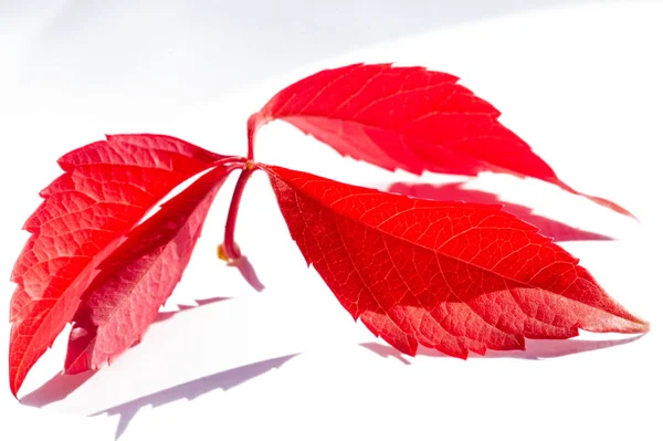 Lovely Autumn Leaves White Background Capture Essence Fall Season Artistic — Stock Photo, Image