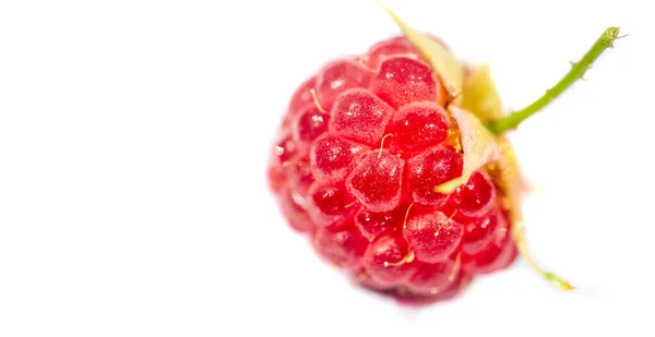 Ahududu Tüketicilerin Yaz Aylarında Yemesi Gereken Sağlıklı Lezzetli Bir Meyvedir — Stok fotoğraf