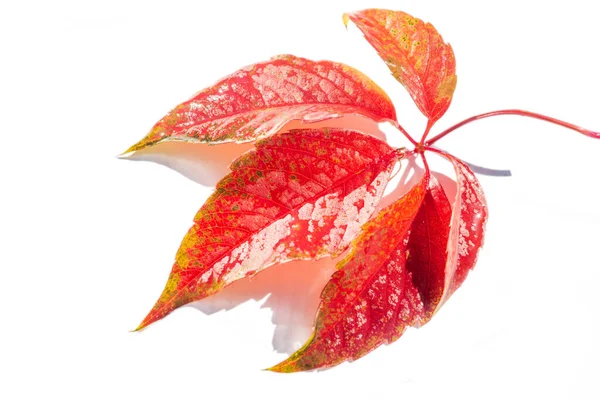 Осенние Листья Белом Фоне Люблю Деревья Тех Пор Пока Листья — стоковое фото
