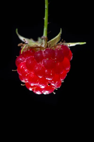 ラズベリーです 野生の赤いラズベリーは小さく 赤い果実を付けます 彼らはおいしい新鮮なだけでなく ジャムやデザートに味を追加します — ストック写真