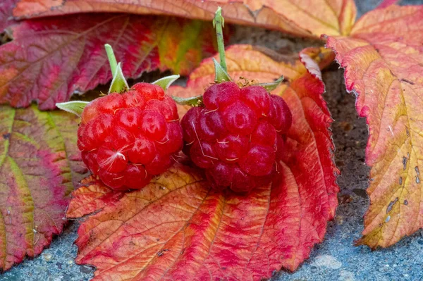 Zmeură Zmeura Rosie Salbatica Produce Fructe Padure Mici Tarta Rosie — Fotografie, imagine de stoc