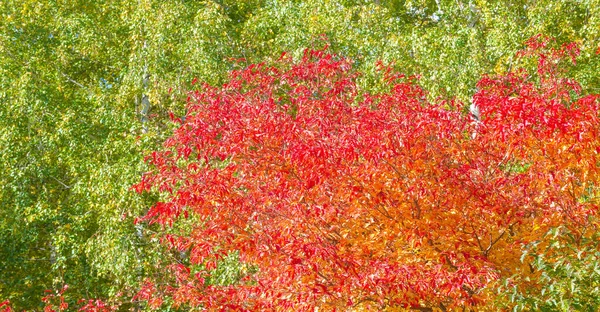 Herbstblätter Den Ästen Der Bäume Wenn Alles Wie Ein Magisches — Stockfoto
