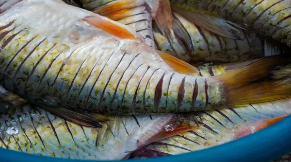 Pescado Está Listo Para Comer Pescado Contiene Proteínas Alta Calidad —  Fotos de Stock