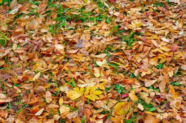 Sonbahar fotoğrafçılığı, sonbaharda yapraklar, yılın bu zamanında ağaçlar turuncu, kırmızı ve bakır çiçeklerden koparak canlanıyor.