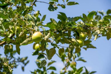 Elmalar. Aslında, Antik Yunan 'da çikolata yoktu, ama Afrodit elmaları severdi. Onun kutsal meyvesiydi, belki de kendisi gibi güzel ve tatlı olduğu içindir..