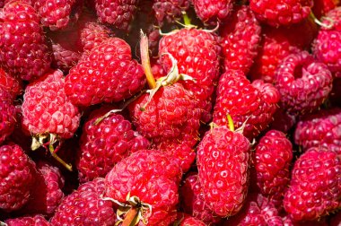 Ahududu. Yabani kırmızı ahududular küçük, tart kırmızısı meyveler üretir. Çok lezzetliler ama reçel ve tatlılara da tat katıyorlar..