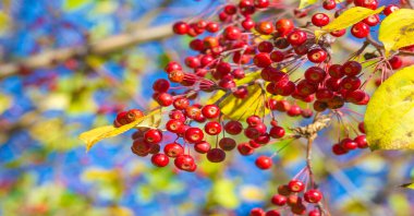 Ağaçların dallarında sonbahar yaprakları. Sonbahar yaprakları sokakları doldurur; çimenlerdeki altın renkler, bir şaka ya da doğanın bir ikramı!