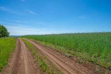 Yaz manzarası, kara topraktan toprak yol, mavi bulutsuz gökyüzü, yeşil buğday, Avrupa 'da bir yürüyüş.
