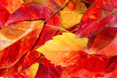 Beyaz arka planda sonbahar yaprakları. Düşen yaprakları ölü sananlar rüzgarlı bir günde dans ettiklerini hiç görmemiştir..