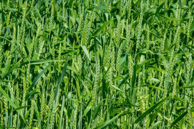 Yaz fotoğrafçılığı, buğday, ekmek, makarna, şekerleme ve benzeri ürünler için un üretmek için kullanılan ılıman ülkelerde yetişen en en önemli bitkidir.. 