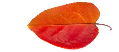 Beyaz arka planda sonbahar yaprakları. Sonbahar yılın en zor zamanıdır. Bütün yapraklar düşer ve yere aşık olur gibi düşerler.