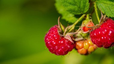 Ahududu harika bir C vitamini kaynağıdır. Manganez ve diyet lifleri. Ayrıca çok iyi bir bakır ve K vitamini, pantotenik asit, biyotin, magnezyum ve folik asit kaynağıdır..