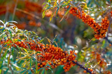 Deniz karabatağı, kalp hastalığı, deri durumu, ödem (iltihap) ve diğer hastalıkların tedavisinde kullanılır. Gıda ürünlerinde jöle, meyve suyu, safra ve sos yapımında deniz dikenli böğürtlen kullanılır.