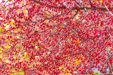 Malus baccata, toplu olarak Sibirya yengeci olarak bilinen ve bonsai yetiştirmek için kullanılan bir Asya elma ağacı. Çapı yaklaşık 1 cm olan bol kokulu beyaz çiçekler ve yenilebilir kırmızı veya sarı meyveleri vardır..