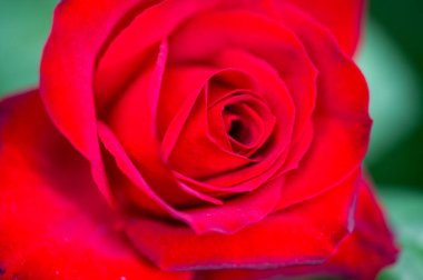 Gül bahçesi. Yüzeyin derinliği. Canlılık tüm buketi doldurur, yüksek merkezli büyük bir çiçeğe dönüşür, yapraklar kabarır, ve sarhoş edici bir lavanta kokusu.