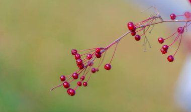 Malus baccata, toplu olarak Sibirya yengeci olarak bilinen ve bonsai yetiştirmek için kullanılan bir Asya elma ağacı. Çapı yaklaşık 1 cm olan bol kokulu beyaz çiçekler ve yenilebilir kırmızı veya sarı meyveleri vardır..